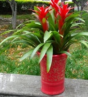 年花水培红星凤梨花 鸿运当头 黄金果花卉盆栽