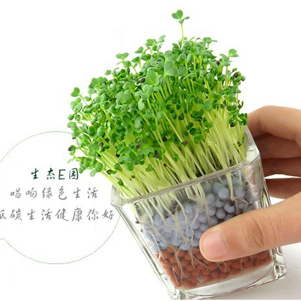 迷你植物,办公室小盆栽 DIY<em>淘气</em>郎魔草 青草 四