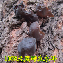 沂蒙山山沟沟野生黑木耳  100%纯天然野生木耳  补铁 补血黑木耳