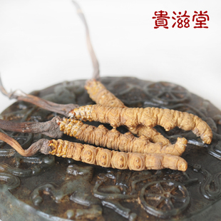  【贵滋堂】虫草西藏那曲冬虫夏草 4条1克 精选包邮