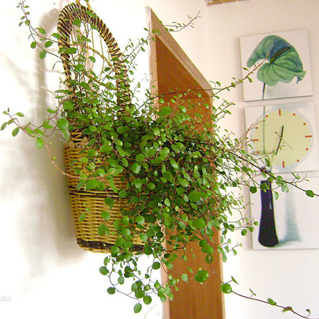 桌面阳台室内花卉盆栽绿植千叶吊兰 垂吊常绿