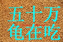 水缸乌龟黄喉水龟小鳄龟饲料巴西龟草龟宠物龟粮500克