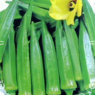  新鲜黄秋葵 有机蔬菜补肾草 六角毛豆 羊角豆 美容补肾 绿