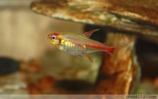 Red light tube fish Glass Neon Red Lamp tube Tropical Fishin the Pet/Pet food and supplies , Aqua World , Fish category - from Buy2taobao.com to provide professional Taobao agent buy service