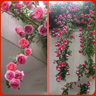 新品种藤本月季【大游行】四季花/花期长达九个月/易成活