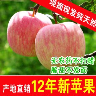  烟台苹果 红富士苹果批发/栖霞红富士80-85-90-95mm【1箱发货】