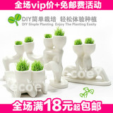 金冠推荐 新品X恋人魔草植物--(亲亲)/盆栽/植物 有氧植物 170g