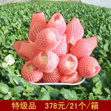 【痛风天敌】东北雌性红萝卜 特级品 378元/21个/箱