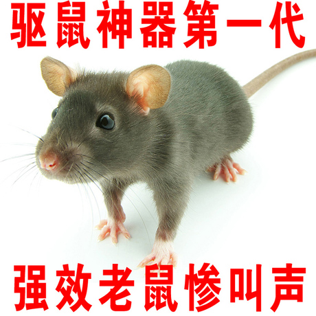 驱鼠神器\/强效灭鼠杀鼠\/老鼠惨叫声猫叫MP3音