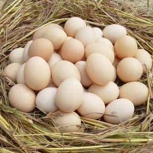  天然土鸡蛋  绿色食品 草鸡山间散养 品质保证 柴鸡蛋