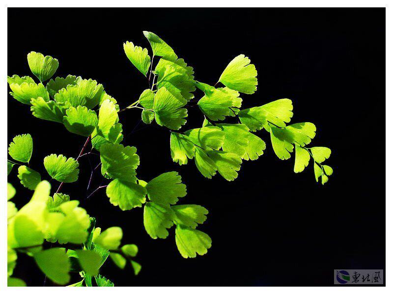 花卉%-观赏植物中崛起的一支新秀【铁线菊】