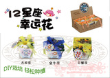 小花农梦花园 十二星座 DIY迷你植物/盆栽花卉种子 生日礼物