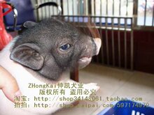 ▉◣长不大的的香猪◢▉不纯保退，超重保赔
