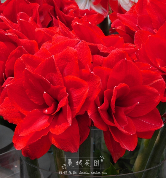 预订-11月底【樱桃妮芙】荷兰进口朱顶红种球/多年生球根花卉G300在类目 鲜花速递/花卉仿真/绿植园艺, 花卉/蔬果/草坪种子(新), 种球中 - 来自Buy2taobao.com提供专业的淘宝代购服务