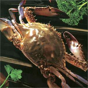  特价水产品 鲜活水产 生猛海鲜 螃蟹 梭子蟹 活海蟹 200-500g/只