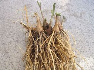 韭菜 韭菜苗 韭菜根\/繁殖力特别强 成活率高 农