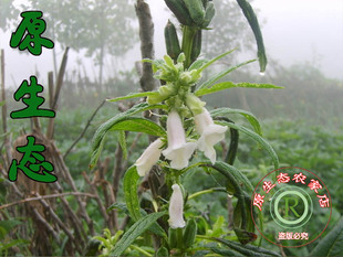  农家自种黑芝麻 乌发养颜 纯天然无添加 养肾 防脱发杂粮 不包邮