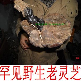  野生罕见老灵芝  直径20厘米左右 看图论枝选购 灵芝茶 非灵芝片
