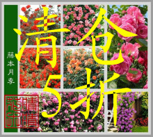 特价庭院藤本月季苗可盆栽3年苗包成活多花蔷薇花苗超长花期280天