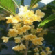 精品桂花 金桂 花香满屋