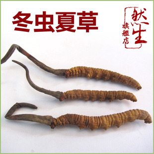  然生 特级冬虫夏草 精选西藏曲那极品虫草 新货 4根/克