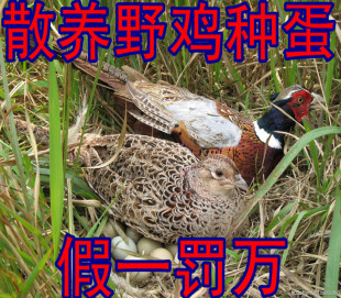  农家散养新鲜山鸡蛋 野鸡蛋 野鸡种蛋 山鸡种蛋受精蛋