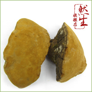  然生 桑黄灵芝 都市女性健康保护神 云南野生杨树桑黄 木火层孔菌