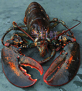  庆双冠全场95折 冷冻美国加拿大龙虾《又名波士顿龙虾》新鲜海鲜