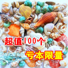 ★满66包邮★天然贝壳海螺250g 超值约100颗 原价48元 地台/鱼缸