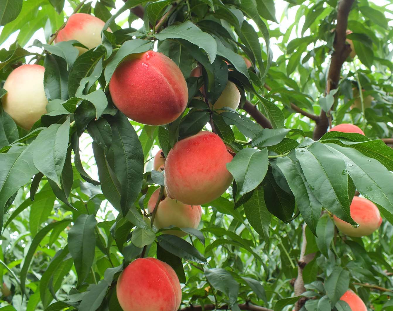 平谷大桃产地直销的微博_微博