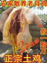 正宗农家散养土鸡 山里老母鸡老鸡柴鸡草鸡活鸡真空包装绝对新鲜