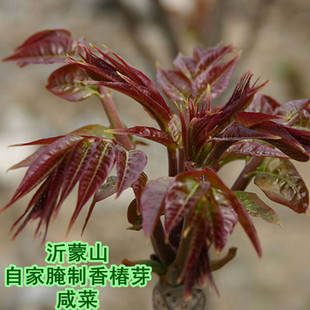  新沂蒙山新鲜腌制香椿嫩芽咸菜 下饭菜 下酒菜 泡菜500g