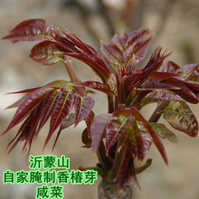 2012新沂蒙山新鲜腌制香椿嫩芽咸菜 下饭菜 下酒菜 泡菜500g