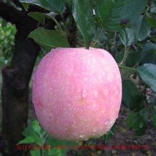  绿色无公害食品基地/特级大沙河特产红富士苹果/江浙沪皖包邮