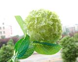 taobao english 12997550934