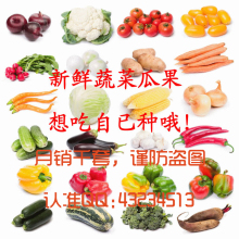 蔬菜种子套餐包邮  阳台种菜四季播 盆栽 批发30种 送肥料