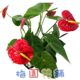 迷你植物&ldquo 红掌