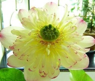 出售水生花卉种子 碗莲种子 伯里夫人