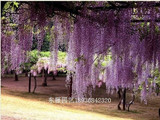 卓越购物紫藤花卉%-特价销售多花紫藤 <em>紫花</em>紫