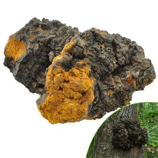  桦褐孔菌 长白山野生灵芝 桦树桑黄买2送1 5送3+送1瓶孢子粉 包邮