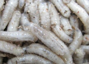 包邮无菌活蛆万能鱼饵肉蛆鲜活饵钓鱼饵窝料鱼饵高蛋白瓶装鲜活蛆优惠价23.8元,肉蛆鲜活饵钓鱼饵窝料精心为您挑选-麦尔网购导航-网购宝