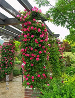 别墅阳台露台栅栏围墙-造景 效碳化木花架爬藤