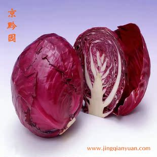  【京黔园】新鲜蔬菜紫包菜 包心菜 紫甘蓝北京买菜当天送到家