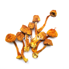 安徽特产 黄山特产 特级姬松茸 野生食用菌 煲汤材料