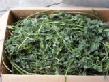 美国紫花苜蓿草干草1000g《箱装》