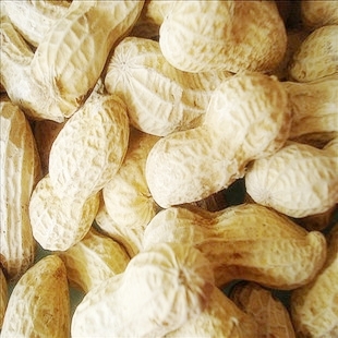 新花生上市 特价 特级青岛清光奶香花生 香而不