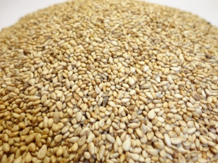  芝麻 熟芝麻 拌菜烧烤调料 调味品 6元邮费不限重