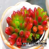 盆栽花卉多肉迷你仙人花卉（虹之玉）色泽鲜艳，如虹如玉