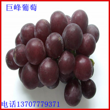 果苗 树苗 果树苗 (巨峰葡萄苗)葡萄苗 葡萄 葡萄熟 莲雾苗 盆栽