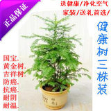 】红豆杉盆景/原价160/健康树规格50-1米/3株装红豆杉...